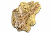 Sandstone with Hadrosaur Teeth, Tendons & Bones - Wyoming #377656-3